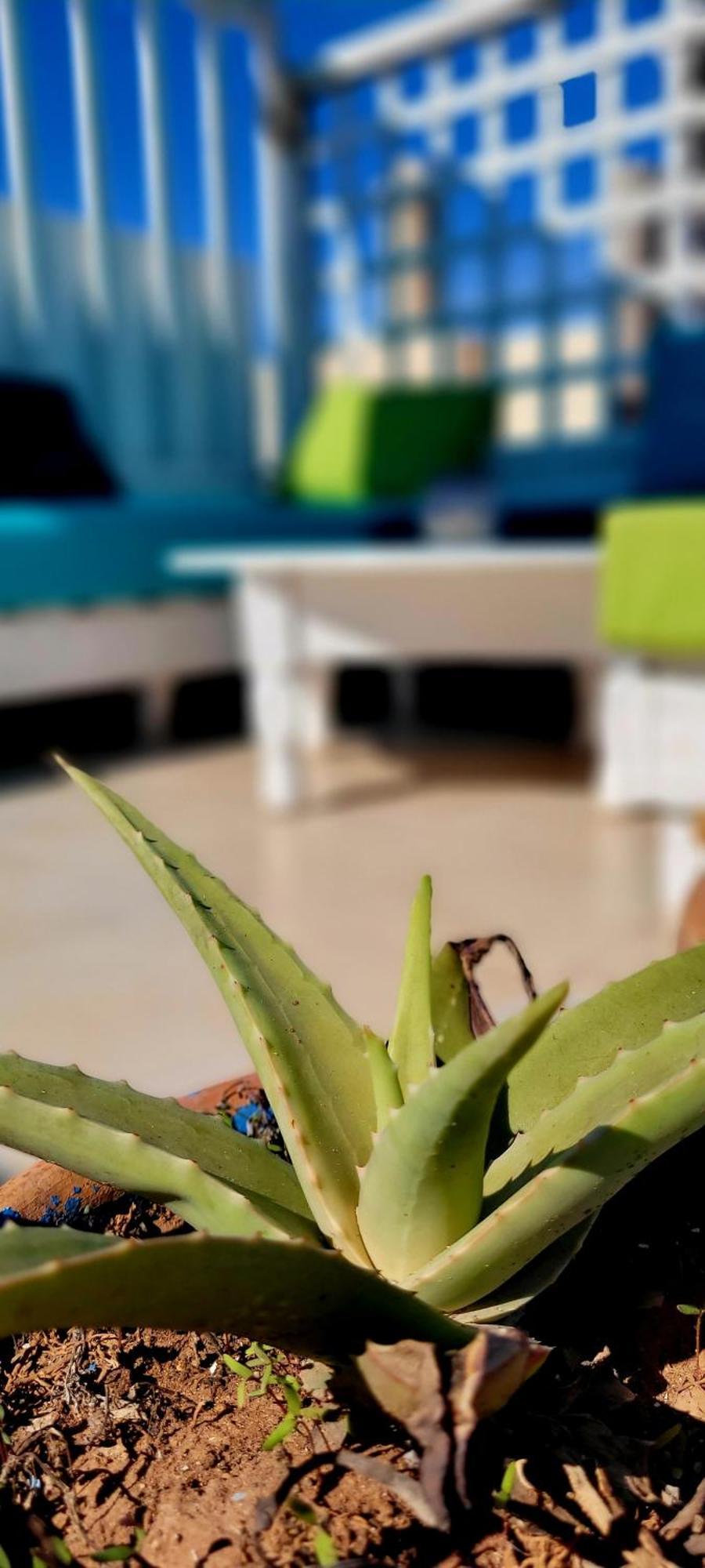 Riad Ocean Medina Szavíra Kültér fotó